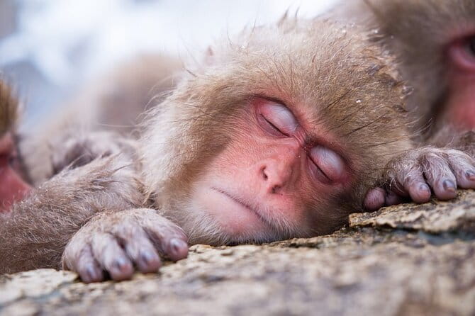 1-Day Winter Tour From Nozawa Onsen: Snow Monkeys, Zenko-ji Temple & Sake - Key points to know before booking
