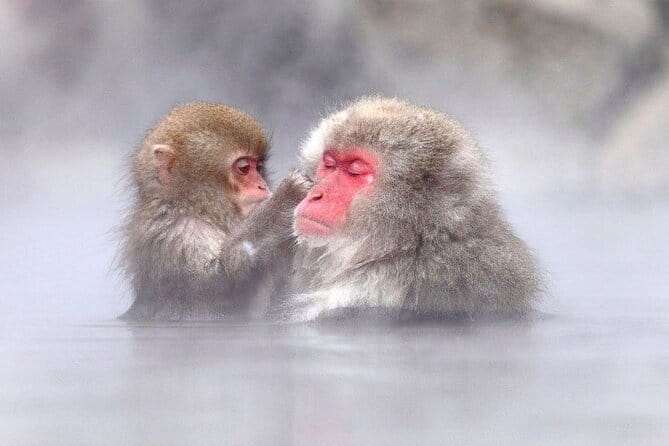 1-Day Winter Tour From Nozawa Onsen: Snow Monkeys, Zenko-ji Temple & Sake - Zenko-ji Temple, Nagano’s spiritual center