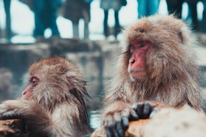 1-Day Winter Tour From Nozawa Onsen: Snow Monkeys, Zenko-ji Temple & Sake - Is the $150.89 price good value?