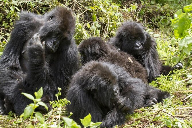 3-Day Gorilla Trekking Bunyonyi Mist Relaxation Safari - Key points to know before booking