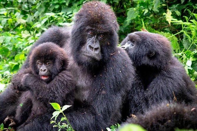3-Day Gorilla Trekking Bunyonyi Mist Relaxation Safari - Why Bwindi makes this trip worth the effort