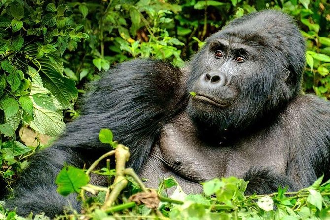 3-Day Gorilla Trekking Bunyonyi Mist Relaxation Safari - Getting ready for the Bwindi trek