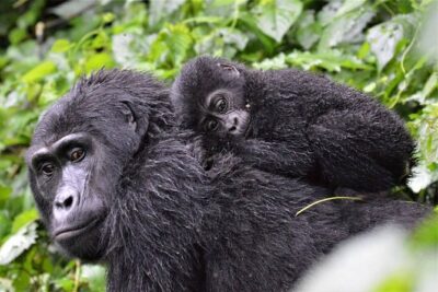 3-Day Gorilla Trekking Bunyonyi Mist Relaxation Safari