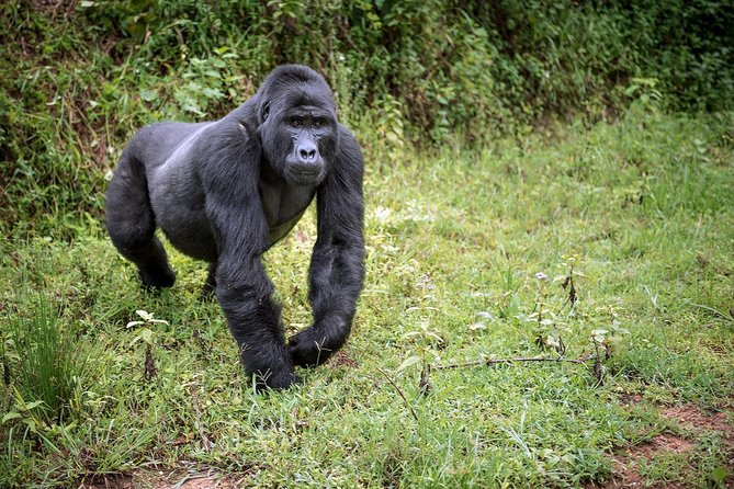 3-Day Gorilla Trekking Bunyonyi Mist Relaxation Safari - Day two: following the gorillas through thick forest