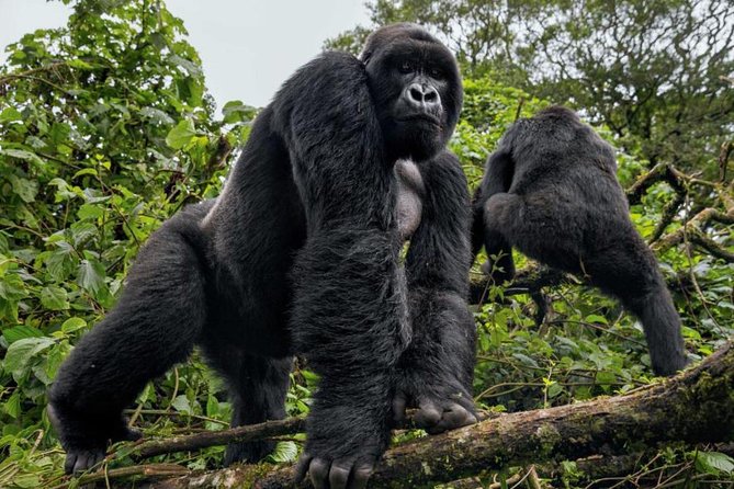 3-Day Gorilla Trekking Bunyonyi Mist Relaxation Safari - Private transport is the main practical advantage