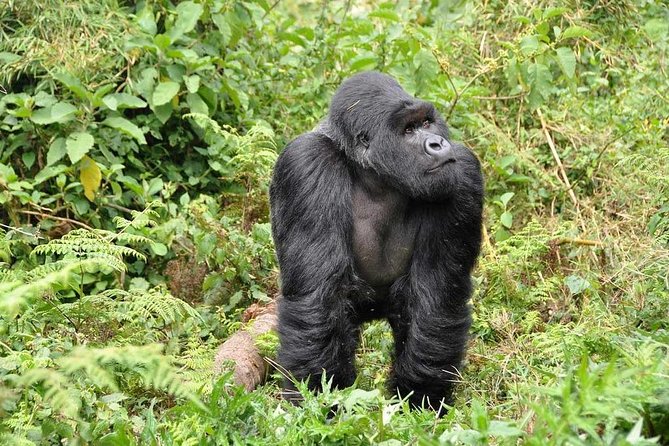 3-Day Gorilla Trekking Bunyonyi Mist Relaxation Safari - What the $2,350 price really buys