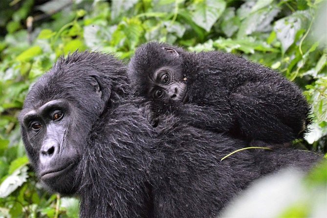 3-Day Gorilla Trekking Bunyonyi Mist Relaxation Safari - Day one: the long road from Entebbe to Bwindi