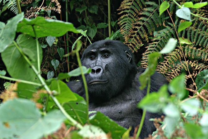 3 days Uganda Gorilla safari tour with relaxation on Lake Bunyonyi - Day one from Entebbe to Bwindi