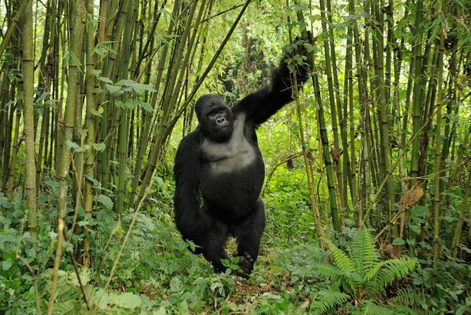 3 days Uganda Gorilla safari tour with relaxation on Lake Bunyonyi - Lake Bunyonyi is the right second act