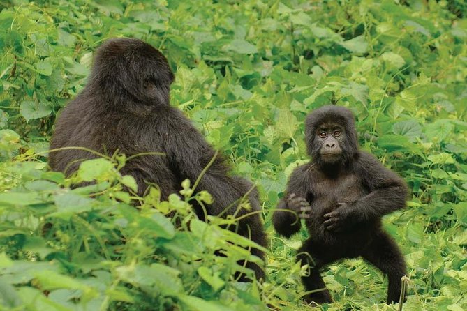 3 days Uganda Gorilla safari tour with relaxation on Lake Bunyonyi - Who should book this safari?