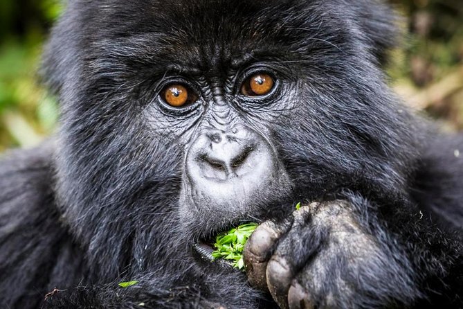 3 days Uganda Gorilla safari tour with relaxation on Lake Bunyonyi - Practical details before you reserve