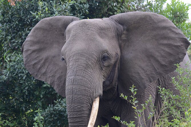 4-Day QENP, Gorillas in Bwindi and Lake Bunyonyi relaxation - The wildlife mix and what you may miss