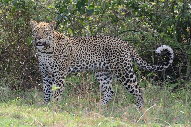 4-Day QENP, Gorillas in Bwindi and Lake Bunyonyi relaxation - Is $4,770 good value?