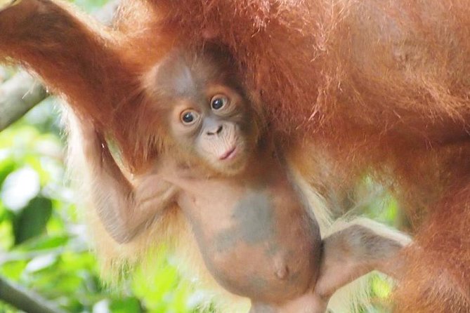 6 Day North Sumatra Jungles Orangutans Overnight trek and Hot Springs - Key points to know before booking