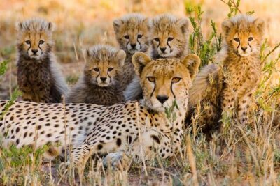 7Day Serengeti Migration (Ndutu), Crater, Hot Springs & City Tour