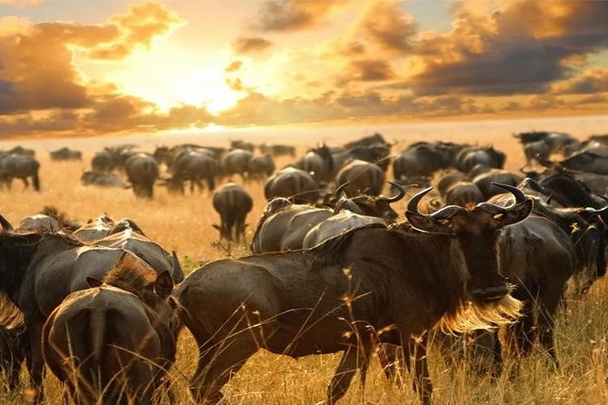 7Day Serengeti Migration (Ndutu), Crater, Hot Springs & City Tour - Arusha adds markets, Tanzanite, and a taste of daily life