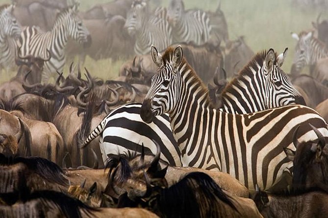 7Day Serengeti Migration (Ndutu), Crater, Hot Springs & City Tour - Comfort, guides, and what to clarify