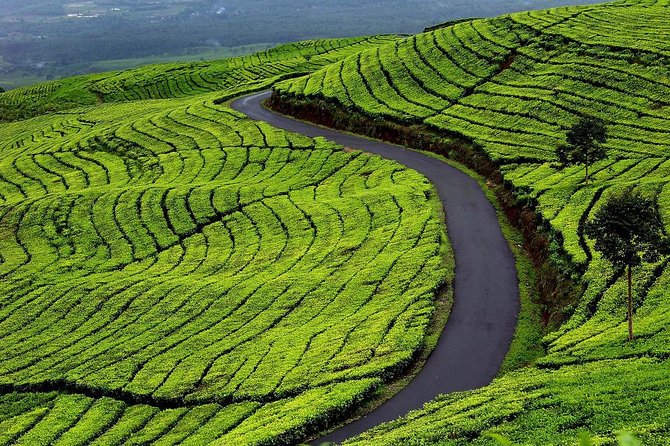 Active Volcano, Rice Field, Hot Spring, Fruit market, Tea Plantation with Lunch - A full day from Jakarta to West Java