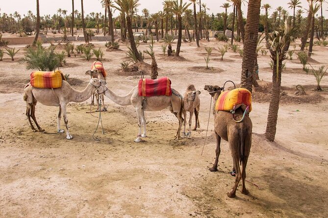 Agafay Desert Adventure, Culture, and Relaxation, From Marrakech - Key points to know before booking
