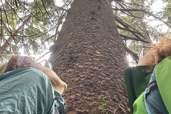 Alaska Nature Immersion: Forest Therapy Tour in Haines, Alaska - At a glance