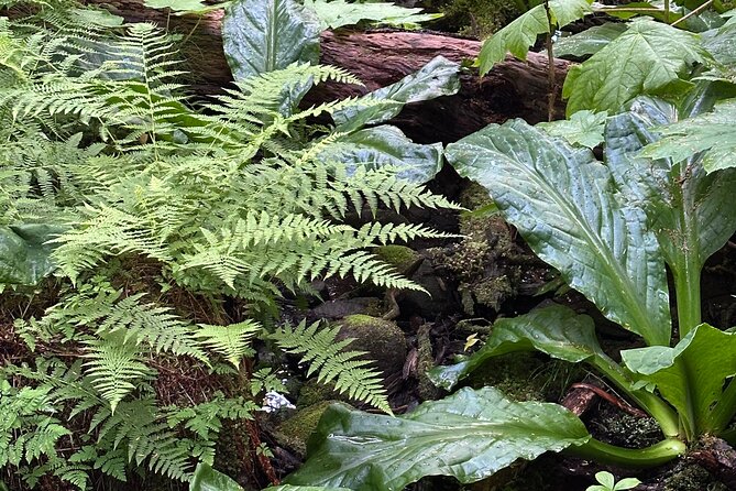 Alaska Nature Immersion: Forest Therapy Tour in Haines, Alaska - The setting rewards attention, not speed