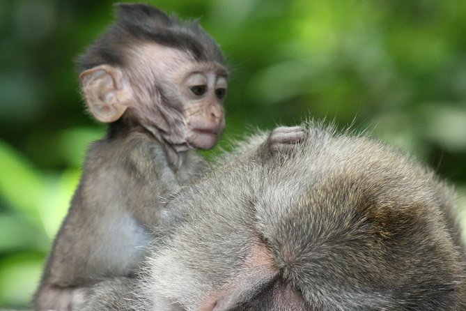 All-Inclusive Bali Ultimate with 2 hours Spa and Lunch - Ubud, the Monkey Forest, and a quick cultural look