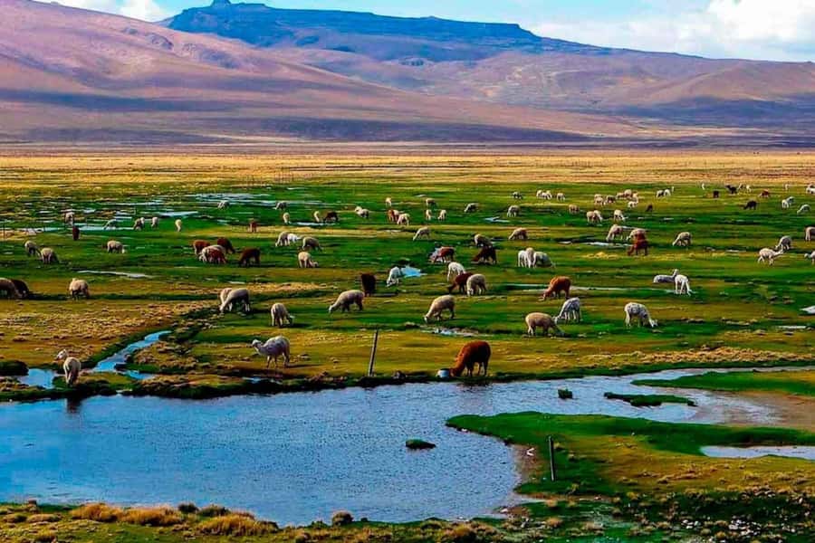 Arequipa: 1-Day Colca Canyon + Thermal Baths Tour - Key points to know before you book