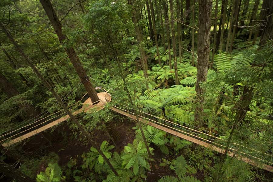 Auckland: Rotorua Highlights with Redwoods Treewalk & Spa - Key points to know before booking