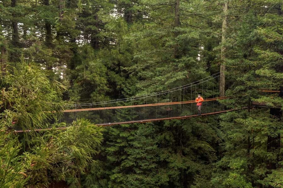 Auckland: Rotorua Highlights with Redwoods Treewalk & Spa - Tīrau’s corrugated-iron roadside character