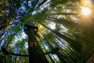 Auckland: Rotorua Highlights with Redwoods Treewalk & Spa