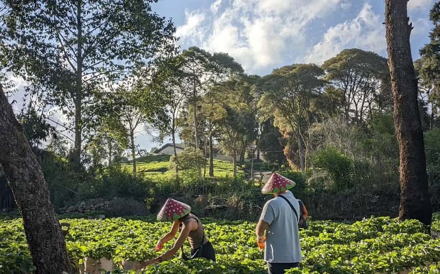 Bandung: White Crater, Scenic Tea Plantations & Hot Spring - The guide can shape the whole day