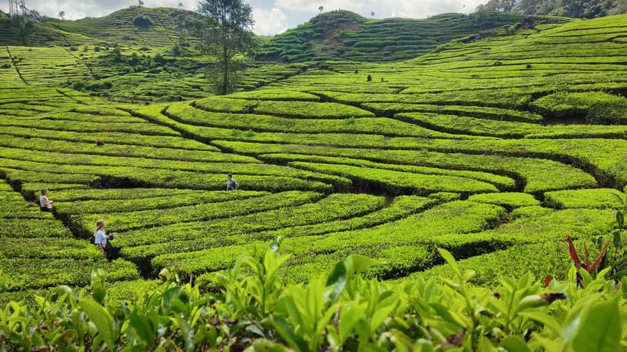 Bandung: White Crater, Scenic Tea Plantations & Hot Spring - What to bring for a wet, active day