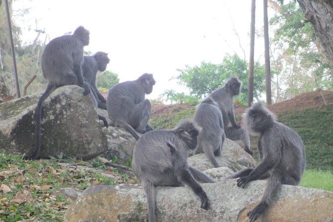Batu Caves,Hot Spring, Monkey & Fireflies Tour with Dinner - One driver connects five separate stops