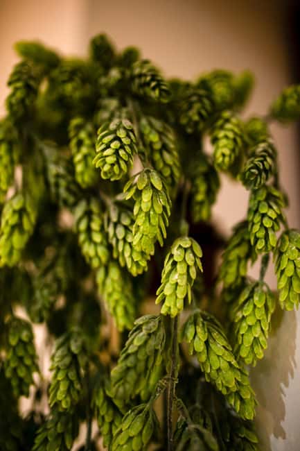 BEER SPA Niedermorschwihr - The small details that shape the visit