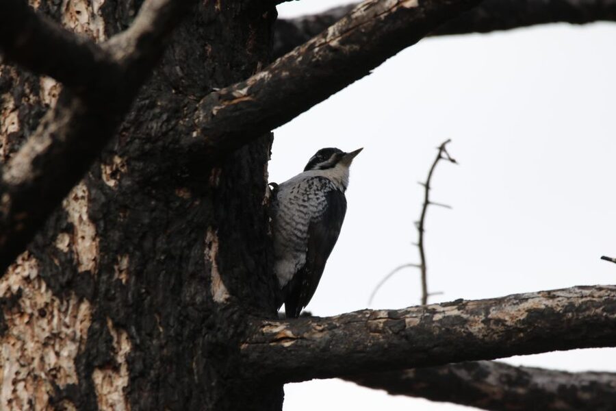 Birding Hike and Hot Spring Soak from Denver - Idaho Springs and the Indian Hot Springs stop
