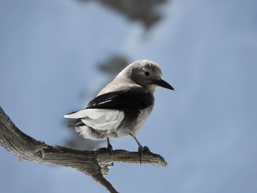 Birding Hike and Hot Spring Soak from Denver - Birding beneath Colorado’s spruce and fir