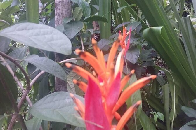 CFC Hot Spring Mud Pool,Garden Of Sleeping Giant And Village Visit Half Day Tour - What the guides add to the experience