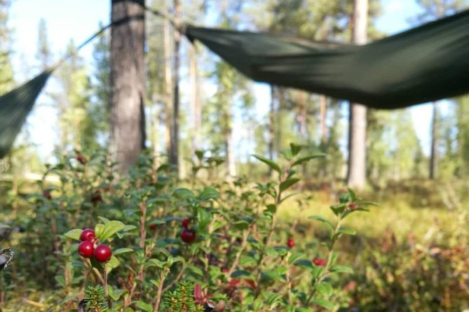 Cocooning in the HaliPuu forest: The ultimate Arctic hammock relaxation - The return walk and a warm finish