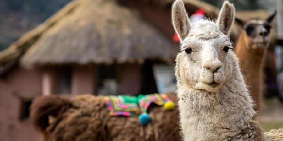 Cusco: Alpaca therapy and healing with clay - Key points to know before you book