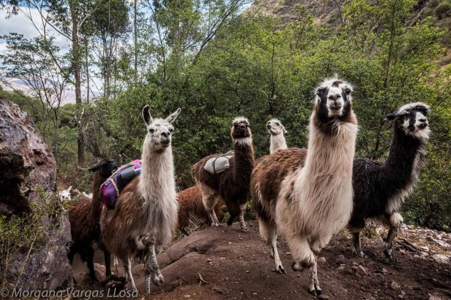 Cusco: Alpaca therapy and healing with clay - Spending time with the alpacas