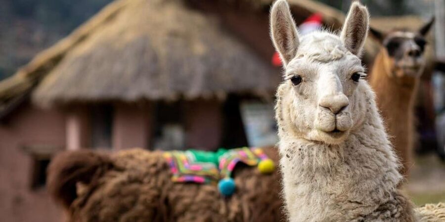 Cusco: Alpaca therapy and healing with clay - How the timing and group size affect the day