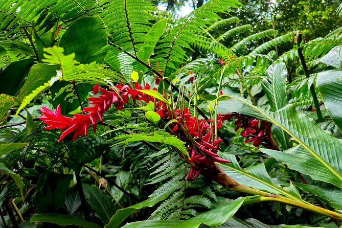 Dominica Adventure Hiking, Swimming, and Hot Springs Tour - The rainforest walk to Middleham Falls