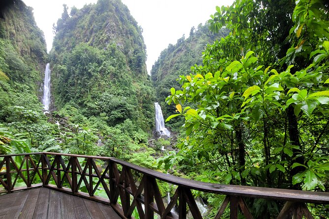 Dominica Scenic Waterfalls and Hot Springs @ Autop Tours - The road back: plants, storms, and a fallen baobab