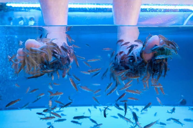 Fish Spa Experience Playa Fañabe - Key points to know before you go