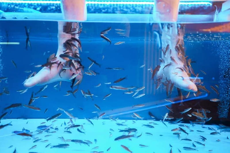Fish Spa Experience Playa Fañabe - A fish spa break in Playa Fañabé