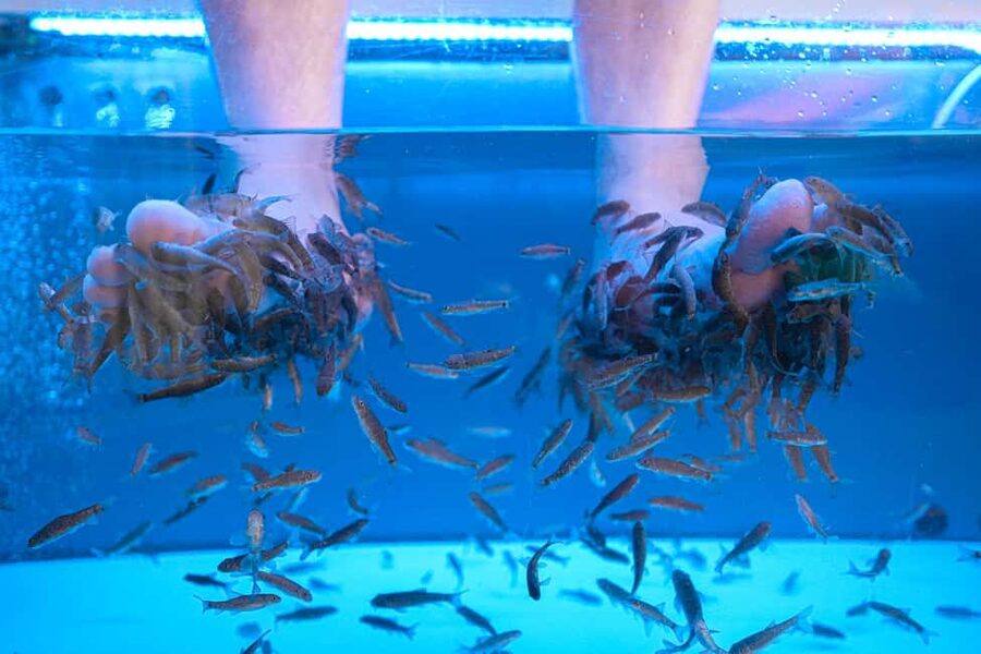 Foot care experience and Fish Spa Playa Fañabé - What the one-hour foot care session includes