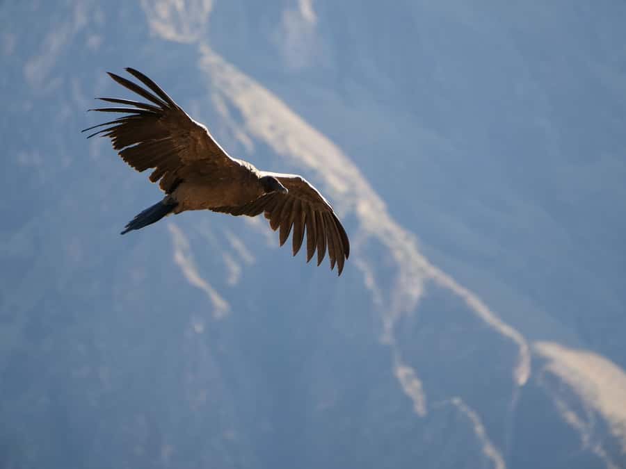 From Arequipa: Colca Canyon & La Calera Thermal Waters - Small details that make the day easier