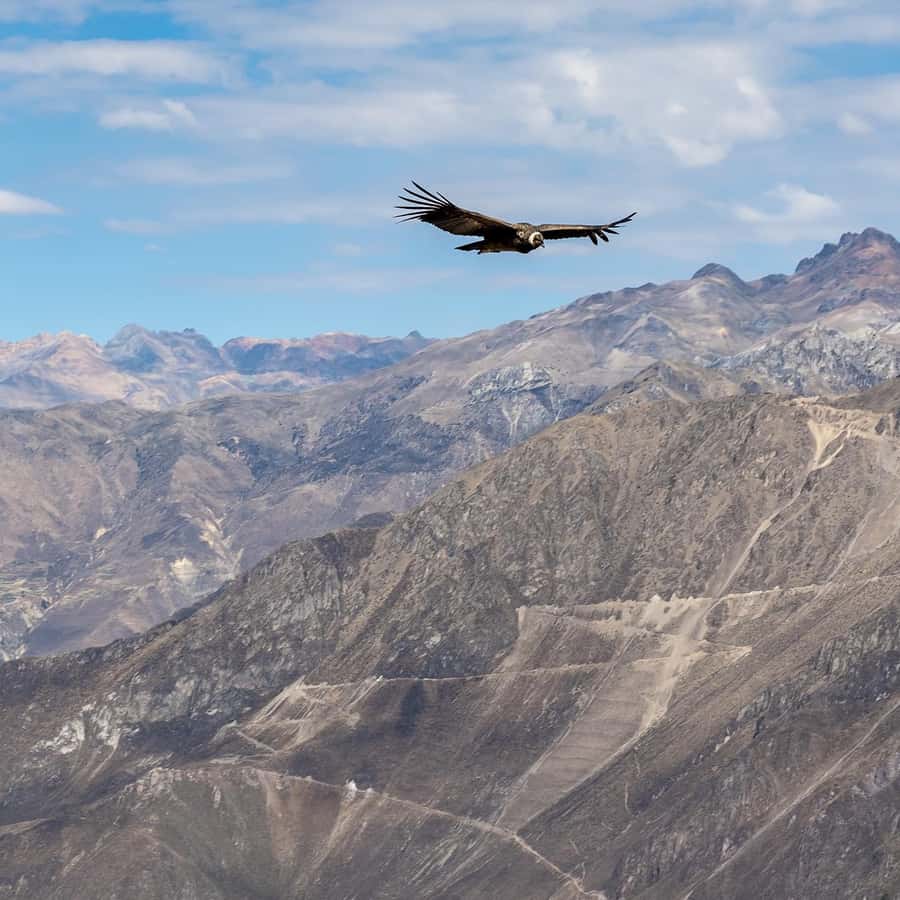 From Arequipa: Colca Canyon & La Calera Thermal Waters - Chivay lunch and the practical value of the package