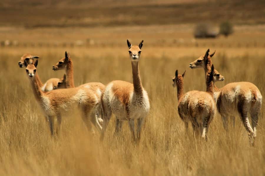From Arequipa: Colca Valley & Thermal Baths Small-Group Trip - Antahuilque, Wayrapunku, and the canyon edge