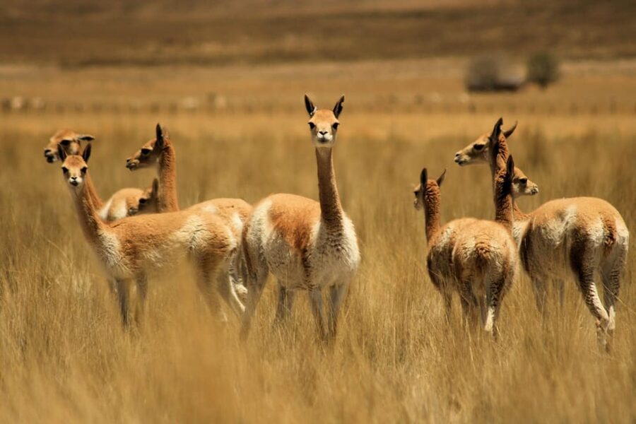 From Arequipa: Colca Valley & Thermal Baths Small-Group Trip - What the $27 price really covers
